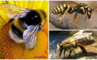 Différences de guêpe, abeille et bourdon