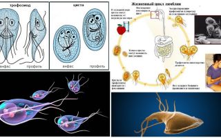 Cycle de vie de Giardia et traitement des kystes