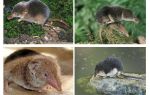 Souris musaraigne