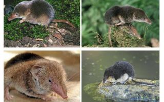 Souris musaraigne