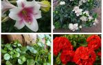Quelles fleurs effrayer la taupe