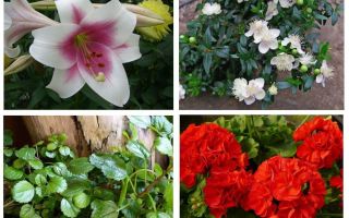 Quelles fleurs effrayer la taupe