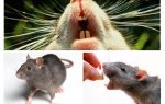 Rat couine