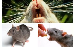 Rat couine