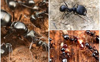 Fourmis moissonneuses