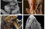 A quoi ressemblent les puces sur la photo: leurs variétés et caractéristiques structurelles