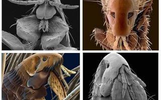 A quoi ressemblent les puces sur la photo: leurs variétés et caractéristiques structurelles