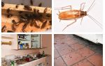 Se débarrasser des cafards dans l'appartement une fois pour toutes