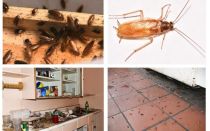 Se débarrasser des cafards dans l'appartement une fois pour toutes