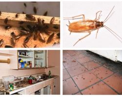 Se débarrasser des cafards dans l'appartement une fois pour toutes