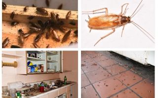 Que faire si vous avez vu un cafard dans la cuisine