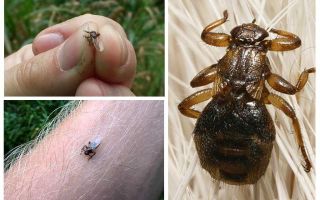 Cerf de sangsue (puce de wapiti, mouche, pou, tique)
