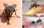 Pourquoi les mouches se frottent les pattes