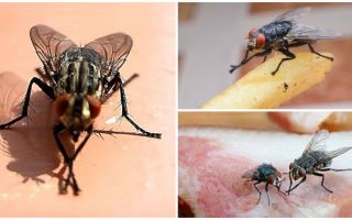Pourquoi les mouches se frottent les pattes