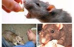 Que faire si un peu de rat