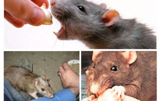 Que faire si un peu de rat
