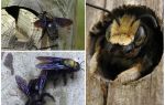 Comment enlever les abeilles de bois d'une maison en bois