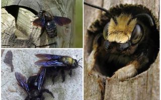 Comment enlever les abeilles de bois d'une maison en bois