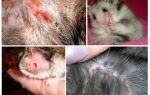 Quoi et comment obtenir des puces de hamsters