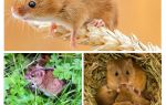 Où vivent les souris