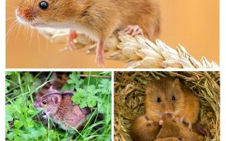 Où vivent les souris