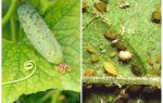 Quoi et comment traiter les pucerons sur les concombres dans les serres et les champs