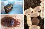 Pourquoi les punaises de lit sont-elles infestées dans un appartement?