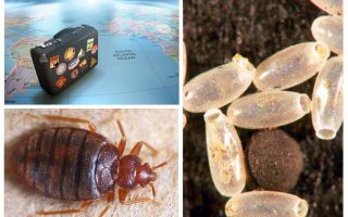 Pourquoi les punaises de lit sont-elles infestées dans un appartement?
