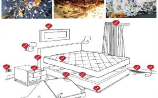 Comment gérer indépendamment les punaises de lit dans l'appartement