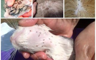 Les puces de chat ressemblent à la photo