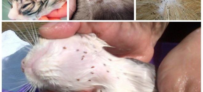 Les puces de chat ressemblent à la photo