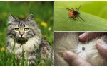 Que faire et comment traiter une tique chez un chat ou un chat