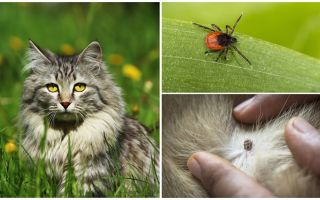 Que faire et comment traiter une tique chez un chat ou un chat