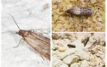 Pourquoi et que faire si la taupe a commencé dans les céréales