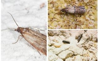 Pourquoi et que faire si la taupe a commencé dans les céréales