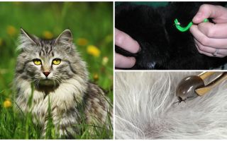 Comment enlever une tique d'un chat ou d'un chat