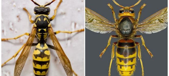 Quelle est la différence entre le frelon et la guêpe