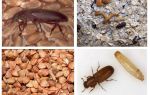 Mouches noires dans les céréales, la farine, les pâtes et comment s'en débarrasser