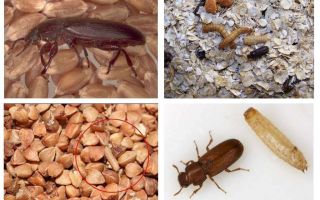 Mouches noires dans les céréales, la farine, les pâtes et comment s'en débarrasser