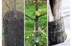 Lutte contre les rongeurs dans le jardin