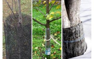 Lutte contre les rongeurs dans le jardin