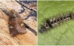 Description et photo de papillons et de chenilles apprennent à se battre