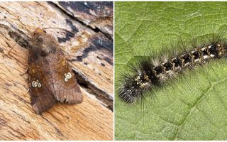 Description et photo de papillons et de chenilles apprennent à se battre