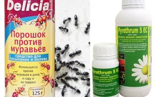 Fourmi poison dans un appartement ou une maison