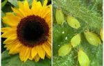 Comment traiter les pucerons sur le tournesol