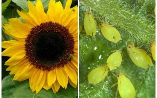 Comment traiter les pucerons sur le tournesol