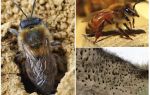 Comment supprimer les abeilles terrestres du site