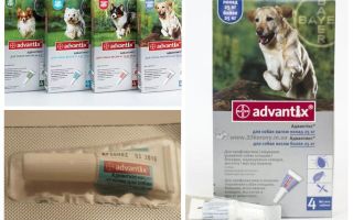 Gouttes Advantiks des puces pour chiens