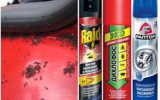 Comment faire sortir les fourmis de la voiture