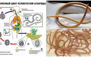 Symptômes et traitement de l'ascaridiase chez l'adulte